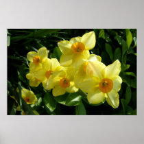 Jonquils/Daffodils/Narcissus
