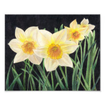 Jonquils - Flower Art Print Photographic Print