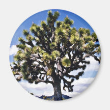 Joshua Tree - Joshua Tree National Park Refrigerator Magnets
