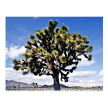 Joshua Tree - Joshua Tree National Park Post Cards