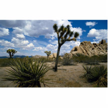 Joshua Tree National Park, California, U.S.A. Photo Cut Outs