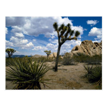 Joshua Tree National Park, California, U.S.A. Postcards