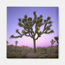 JOSHUA TREE NATIONAL PARK, CALIFORNIA. USA. MAGNETS