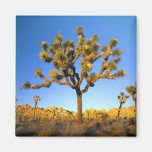 Joshua Tree National Park, California. USA. Fridge Magnets