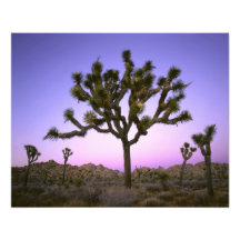 JOSHUA TREE NATIONAL PARK, CALIFORNIA. USA. PHOTO ART