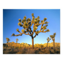 Joshua Tree National Park, California. USA.