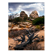 Joshua Tree National Park Postcard