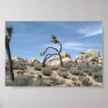 JOSHUA TREE posters