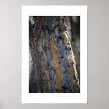 JoshuaTree - beauté dans le peuplement vieux Posters