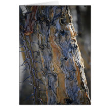 JoshuaTree - Beauty in Old Growth Card
