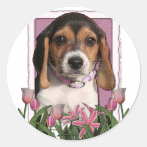 Jour de mères - tulipes roses - chiot de beagle autocollants