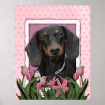 Jour de mères - tulipes roses - teckel - Winston Affiche