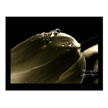 Joy Black Olive, Postcard, Tulip & Waterdrops