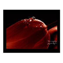Joy Scarlet, Postcard, Tulip & Waterdrops