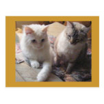Joyful friends post cards