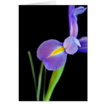 JPEG IMG_6911 CARTES