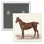 Jucker "Sütveny" Horse by Thomas von Nathusius Pinback Button