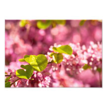 Judas Tree Flower And Leaves Photo Art