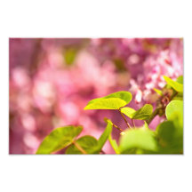 Judas Tree Flower And Leaves Photo Print