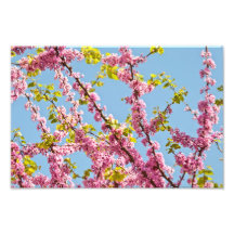 Judas Tree Flower And Leaves Photo Print