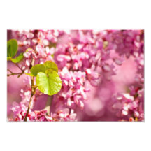 Judas Tree Flower And Leaves Photograph