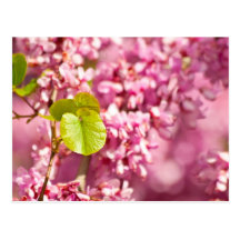 Judas Tree Flower And Leaves Post Card
