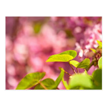 Judas Tree Flower And Leaves Post Cards