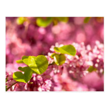 Judas Tree Flower And Leaves Postcard