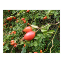 Juicy Red Rose Hips Postcard