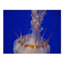 Jumbo Jellyfish Postcard
