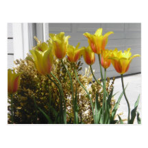 Jumbo Yellow Tulips Postcard