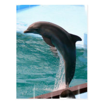 Jumping Dolphin Postcard
