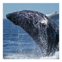 Jumping Humpback Whale  Invitations