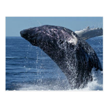 Jumping Humpback Whale Postcard