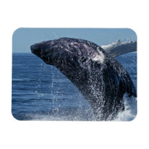 Jumping Humpback Whales Premium Magnet