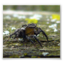 jumping spider art photo