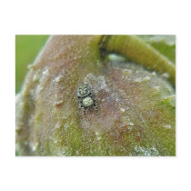 Jumping Spider on Milkweed Pod Post Card