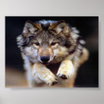 Jumping Wolf Poster