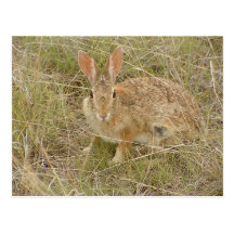 Jumpy Bunny Post Card