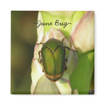 June Bug Fridge Magnets