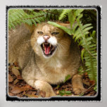 Jungle Cat 01 11x11 Posters