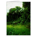 Jungle / Crocodile Alley cards