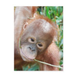 Jungle Dental Floss Orangutan on island of Borneo Postcards