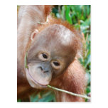 Jungle Dental Floss Orangutan on island of Borneo Postcards
