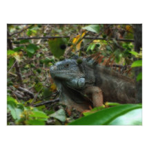 Jungle Iguana Photographic Print