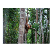 Jungle Movie Star Postcards