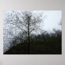 Jungle Poster