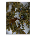 Juniper Berries Card