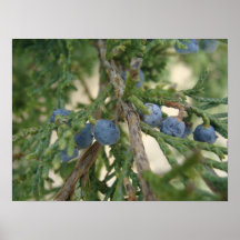 Juniper Berry Poster