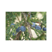 Juniper Berry Stretched Canvas Gallery Wrapped Canvas